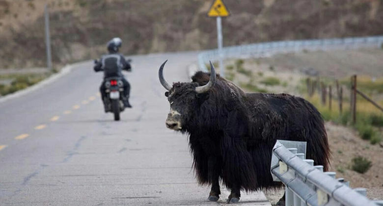 Treffen Sie wilde Yaks auf der Straße in Tibet