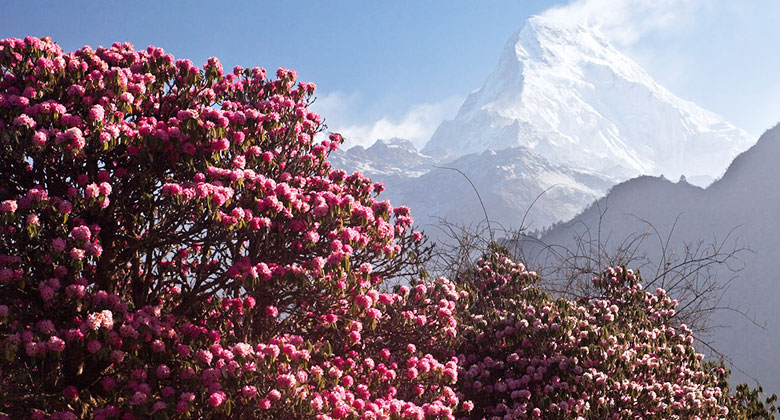 Die Blüten blühen im Frühjahr in Nepal