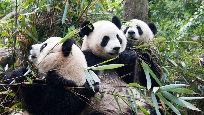 Chengdu Panda Zucht- und Forschungszentrumr