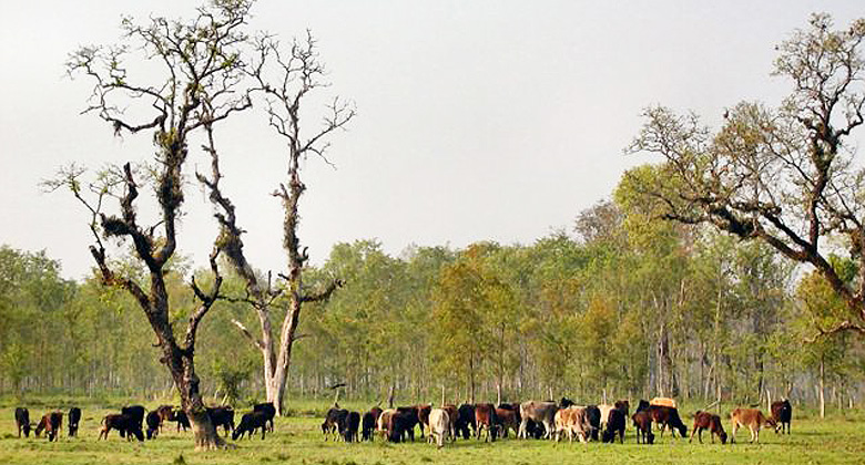 Chitwan National Park in Nepal