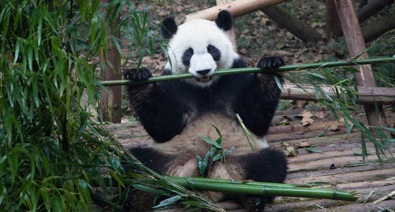 Pandas in Chengdu Basis