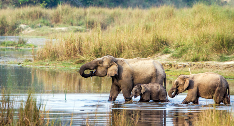 Indischer Elefant Chitwan Park in Nepal