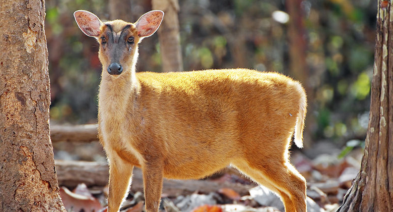 Jigme Dorji Nationalpark