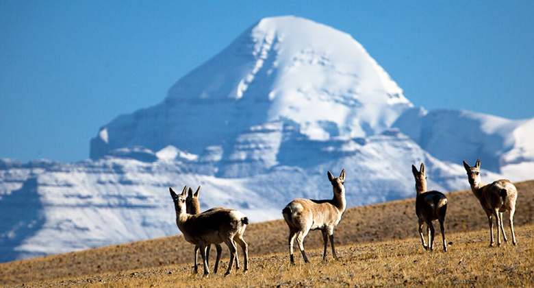 Wildtiere begegnen Mt. Kailash