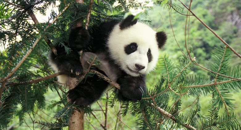 Wolong Nationales Naturschutzgebiet