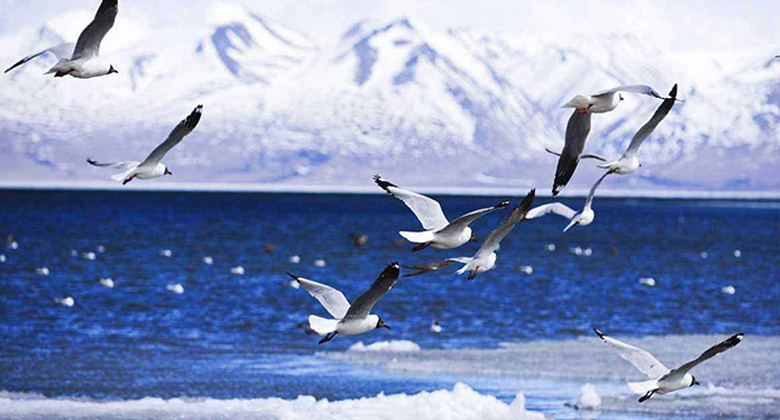 Vogelbeobachtung Reisen in Tibet