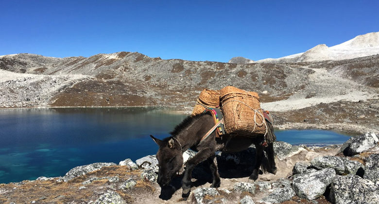 Schneemann Trek