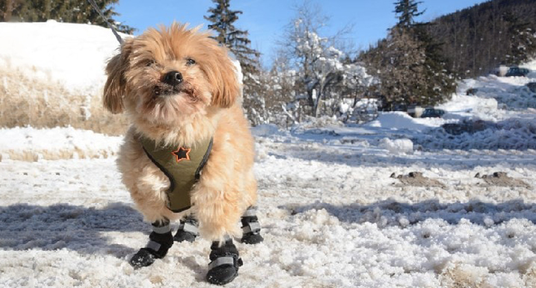 Tibetische Hunde - Apso