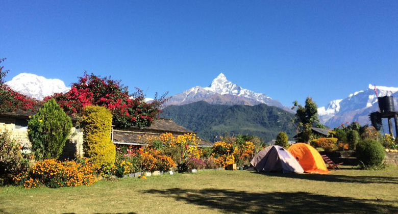 Rhododendren in Nepal im Frühling