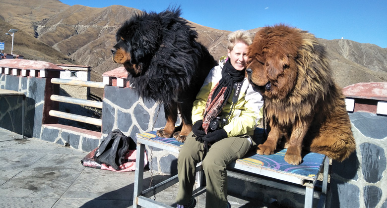 tibetischen Mastiffs am Yamdrok-See