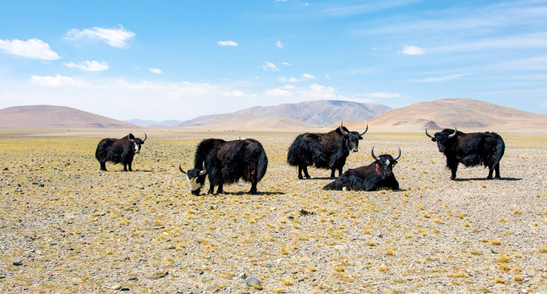 Tibetische Yaks