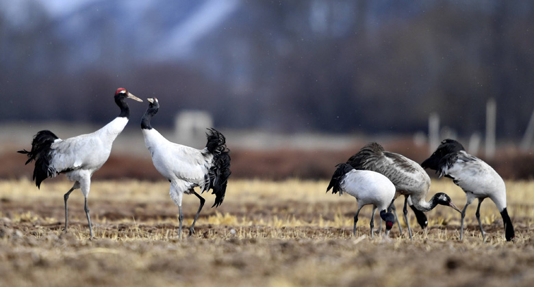 Zugvögel fliegen zum Lhasa-Fluss zum Überwintern